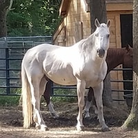 BigGreyHorseDesign