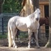 BigGreyHorseDesign