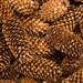 Smokey Pinecone avatar
