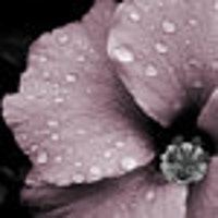 NaturalCharmPhotos