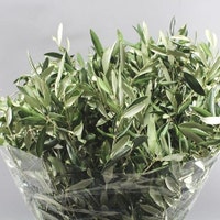 LiveOliveBranches