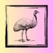 Emu