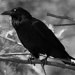 Raven