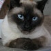 pam kneebone avatar
