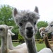 Little Hamlet Alpaca Rescue avatar