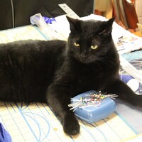CatShineDesign