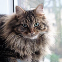 FaeWorld