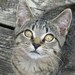 Patty Kwiatek avatar
