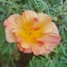 Kathy Luksich