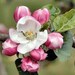 Apple Blossom avatar