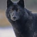 TheWanderingWolvesCo