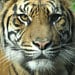 WildcatLeatherCo avatar