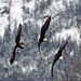 ThreeSoaringEagles
