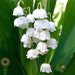 LilyValleyTreasures