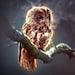 WiseOwlVintageShop