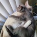 fromacat