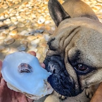OysterShellSells