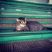 KittyMinnitty