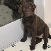 CanineStruts