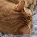 MochiKittenArt