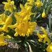 KoiiMart