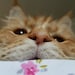 Buyer Avatar