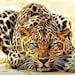 Buyer Avatar
