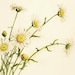 DaisyFieldVintage