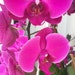 Wylde Orchids