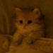 Buyer Avatar