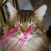 LazerKat