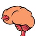 Birdbrains