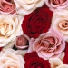Sweet Rose Cookie Studio avatar