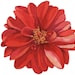 Buyer Avatar