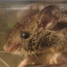 Fuzzy Mouse