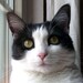 LazyCats avatar