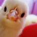 Buyer Avatar