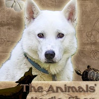 theanimalsmagicshop