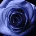 Christea Blue