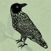 RavenAesthetic