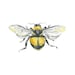 HazelLeafGallery