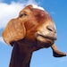 ShyGoat