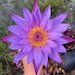 originsbluelotus