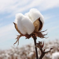 CottonFruit