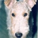 lilywhitefish avatar