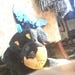 Starpawgear
