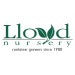LloydNursery