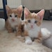 Buyer Avatar