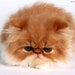 Buyer Avatar