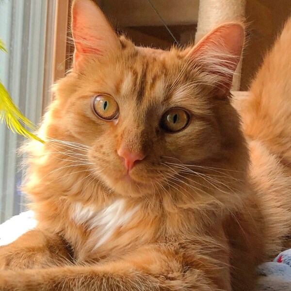 Math Counting Activity, Printable Kids Place Value Math Game, Count by ...